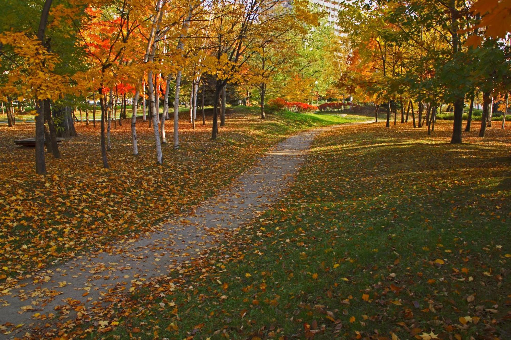 โรงแรมซัปโปโร ปาร์ค ภายนอก รูปภาพ The trail in the fall